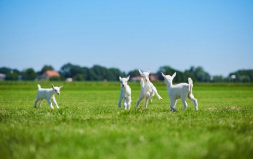 佳贝艾特十大放心奶粉排行测评,奶粉口碑最好的前十名佳贝艾特