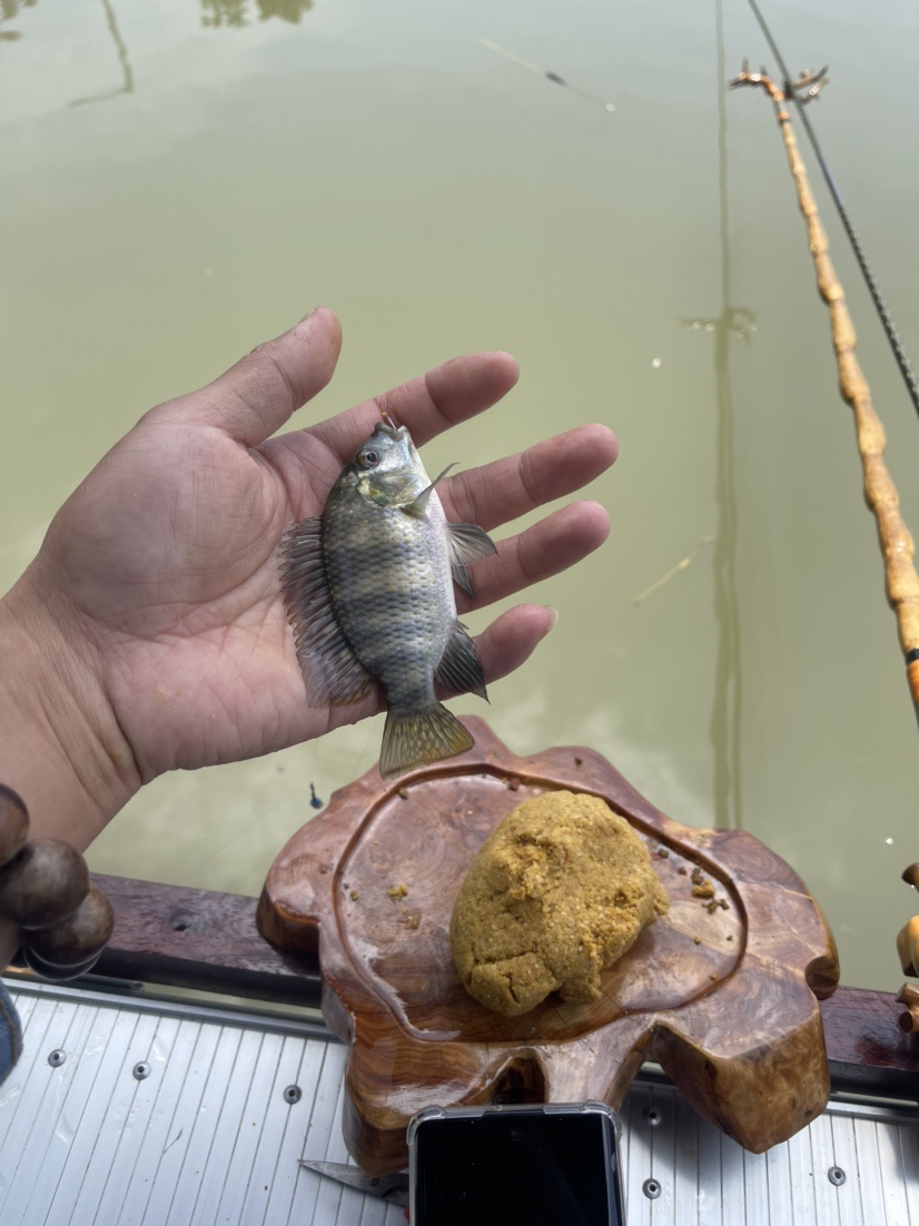 「518」小罗非垂竿自上，清道夫碳烤“美味”眼泪流