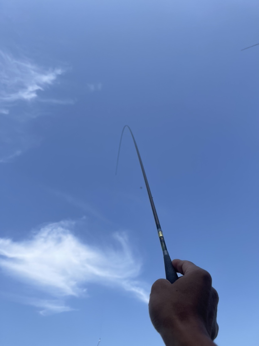 「518」小罗非垂竿自上，清道夫碳烤“美味”眼泪流