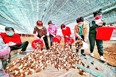 焦桐花开全部视频,焦桐花开视频全集