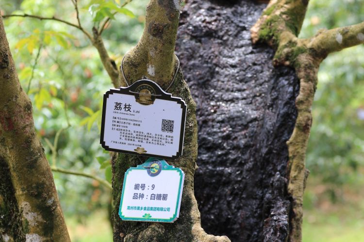 绾㈣崝椋橀骞夸笢鑼傚悕,鑼傚悕绾㈣崝椋橀