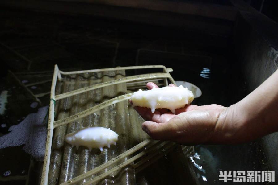 好参鲜食海参,海参价格一览表2022年光参