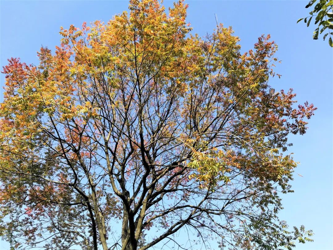 刚直挺拔，疏而不屈，夏天吃它的果实，可清热解毒、味苦回甘如橄榄