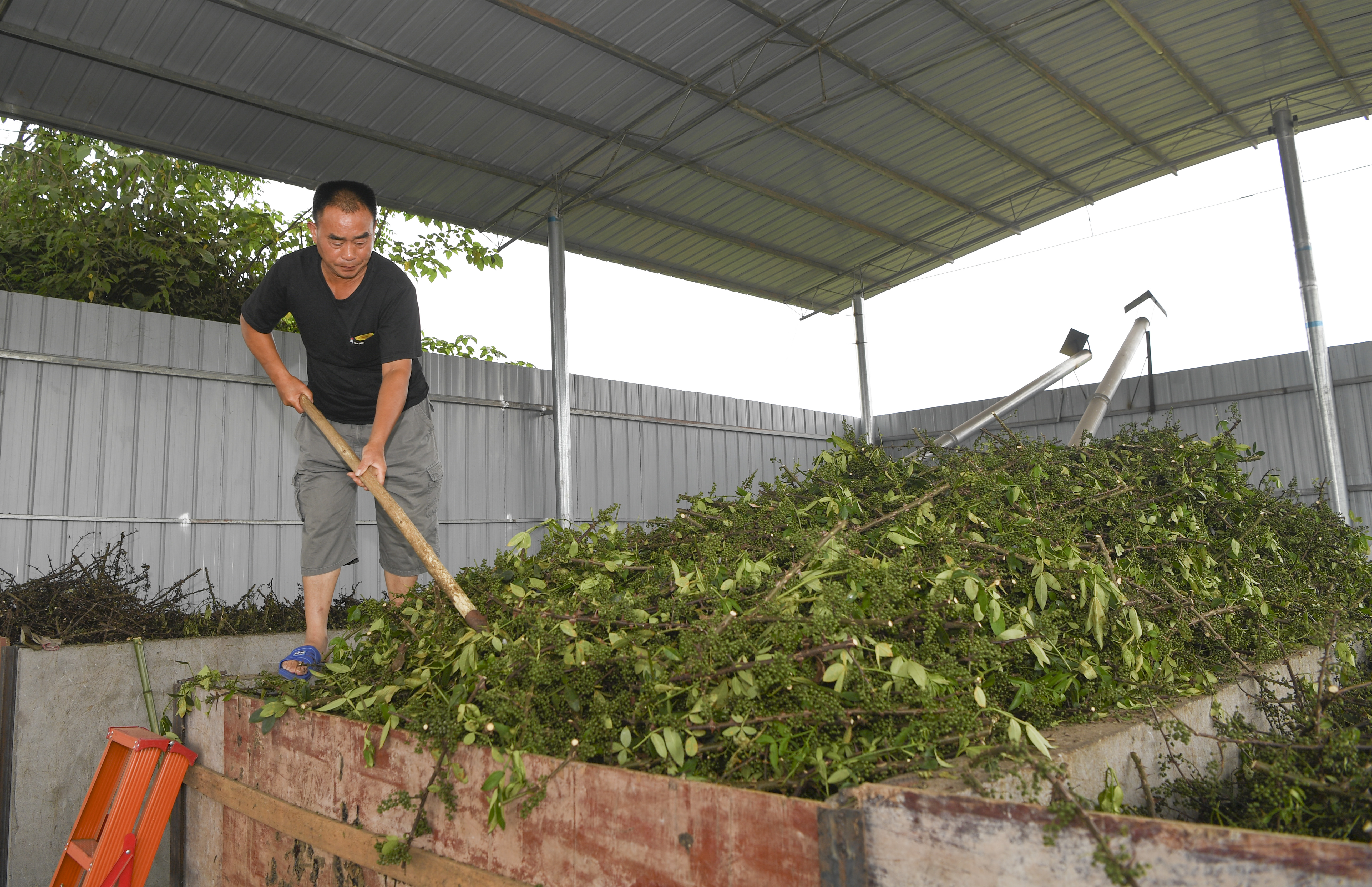 （新华全媒+）“小花椒”种出“大产业”