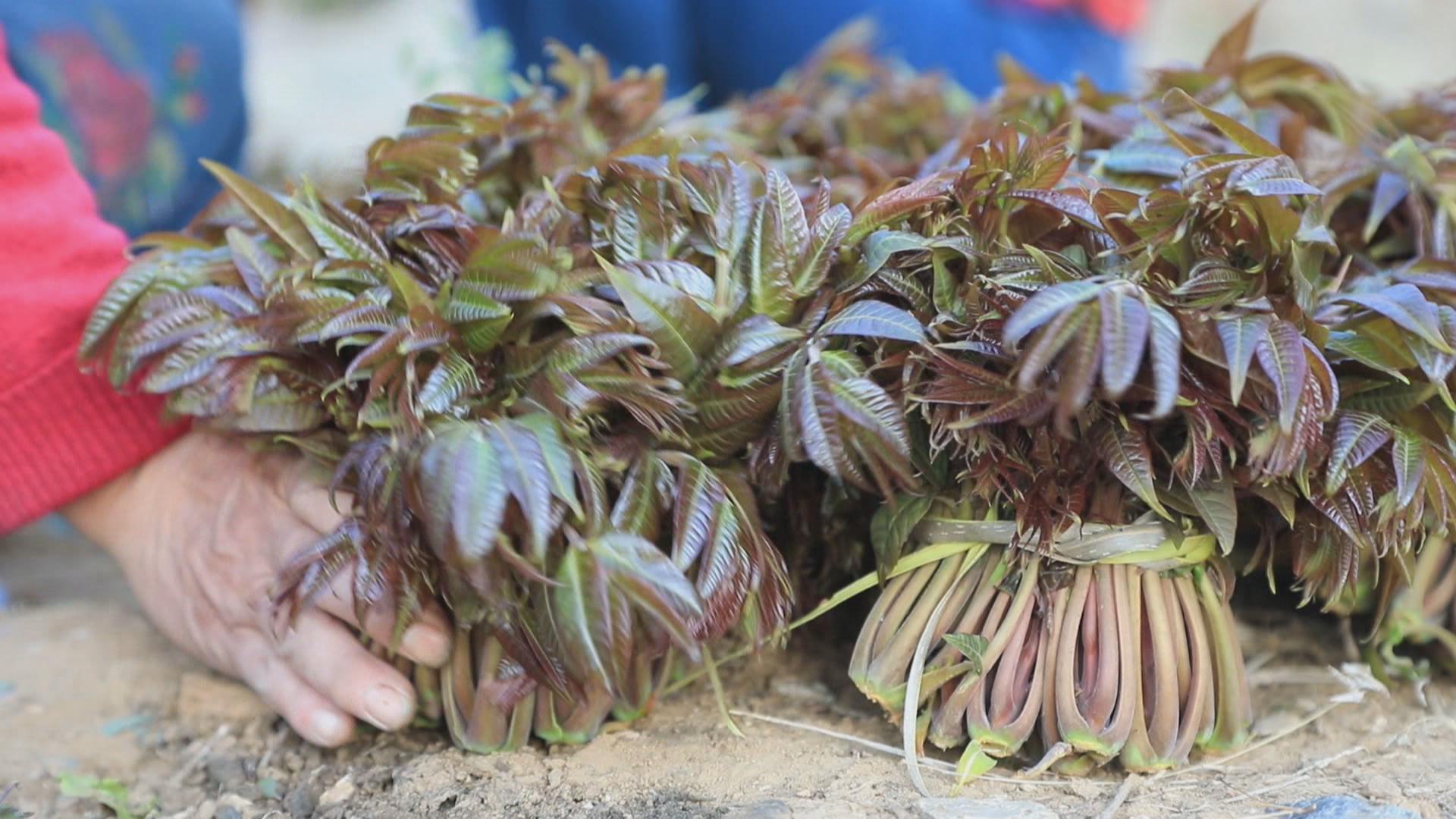 寻味京城爱心助农“北京节节高”之“尝鲜儿”主题活动正式启动