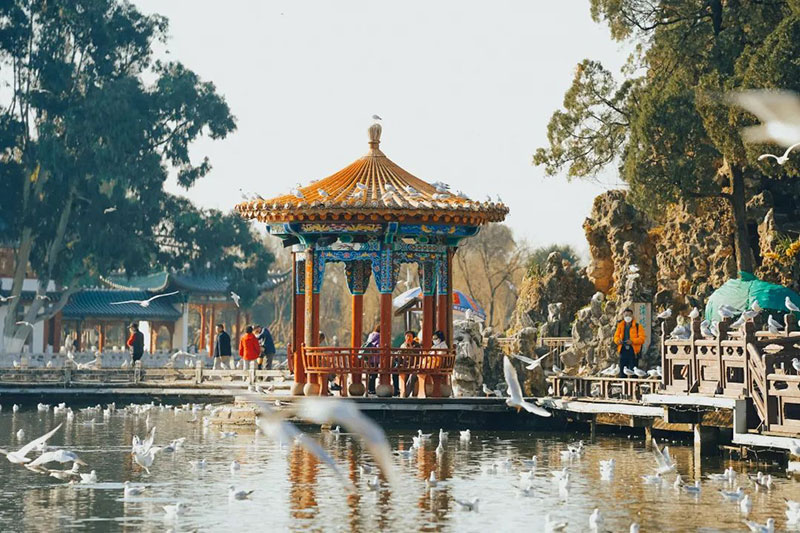 “昆明为营”系列报道·Memory篇|一池翠湖水,半部昆明史