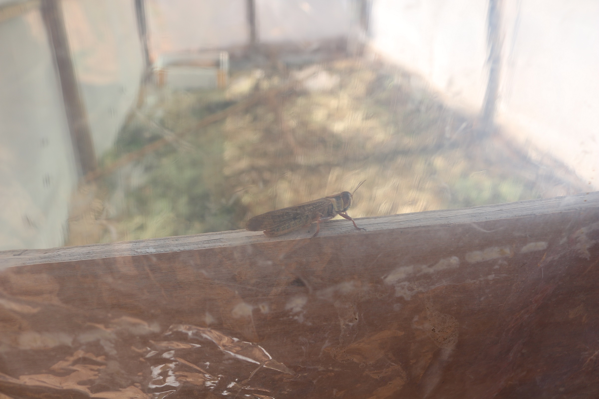 吕晓荣养殖胡蜂“闯”新路