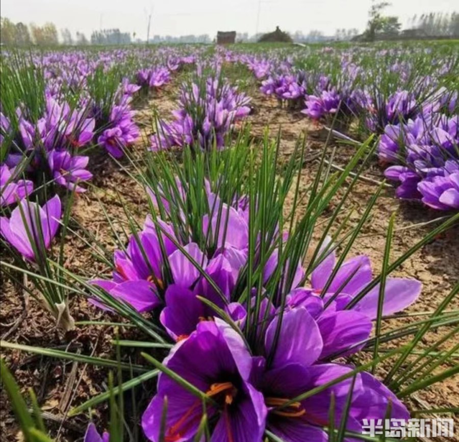 松下问童子言师采药去书法落款,松下问童子言师采药去采的什么药