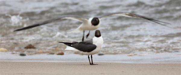 中国大陆首次记录！上海迎来一位会“笑”的新朋友
