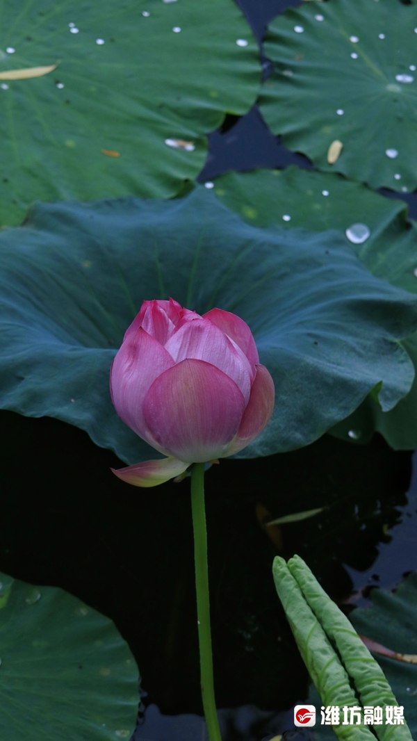 莲叶无穷碧映日荷花别样红美景,莲叶无穷碧映日荷花别样红的风景