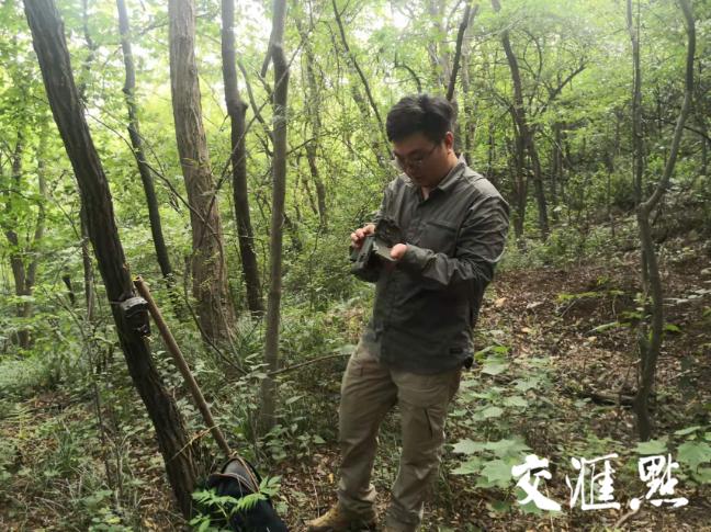 野猪遭害庄稼为何要保护呢,频繁出没的野猪对农作物造成损失