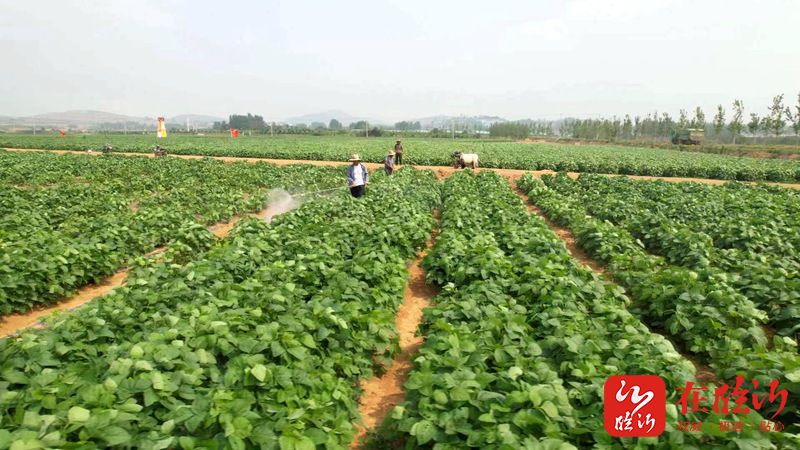 临报观察丨沂南县界湖街道:探寻“乡村振兴合伙人”的“合伙”密码