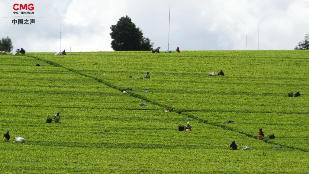 总台记者看世界丨全球第三大产茶国，肯尼亚红茶的口味有多独特？