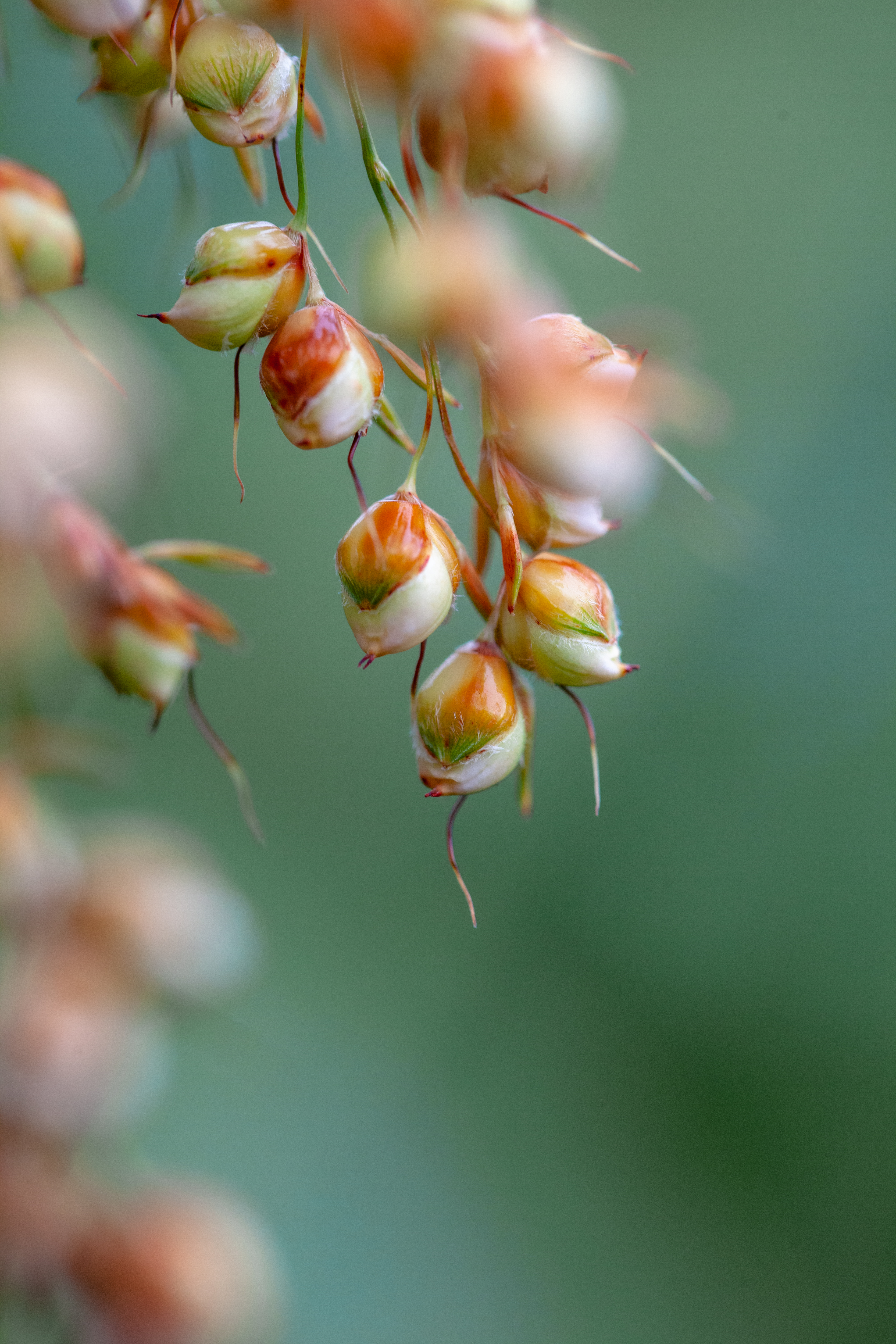 #（环境）微视界——处暑