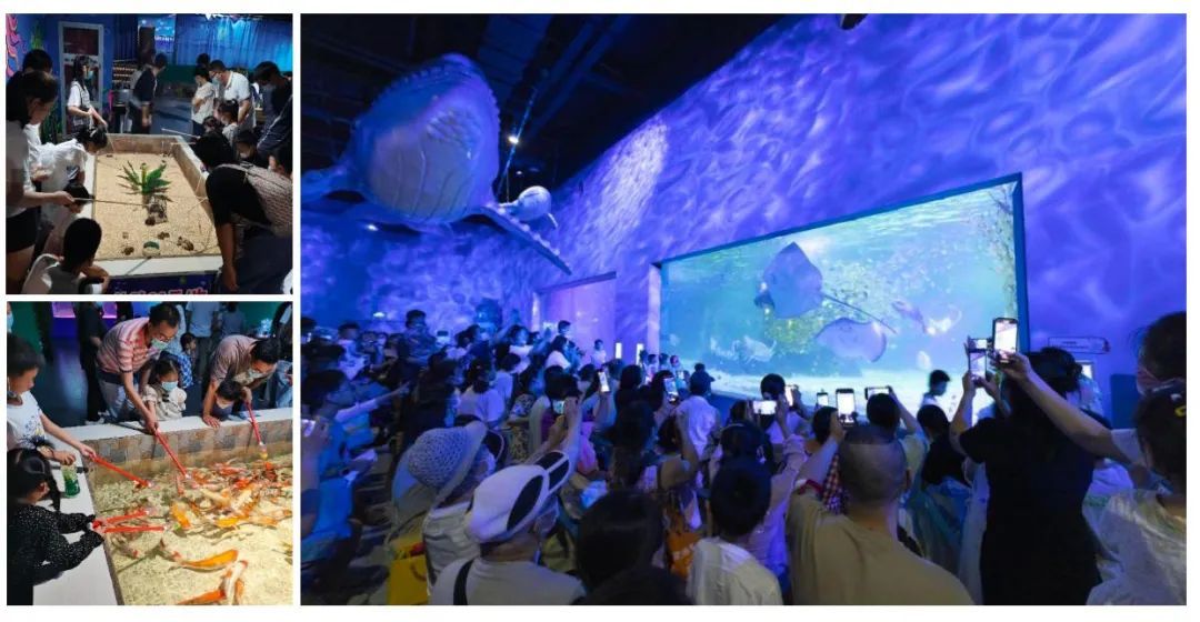 上海海昌与金鹰合作,海昌海洋公园合作