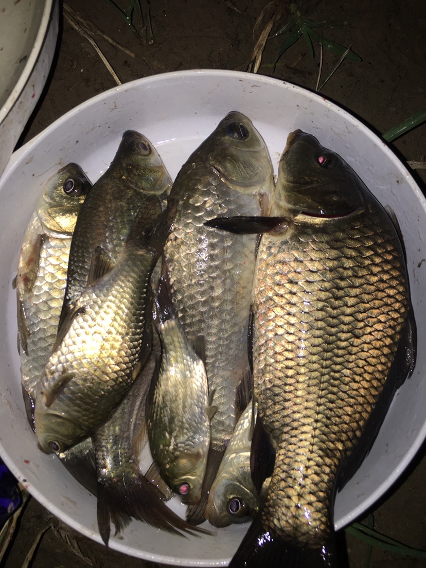 新手必学全套主线绑法,新手大礼包链接