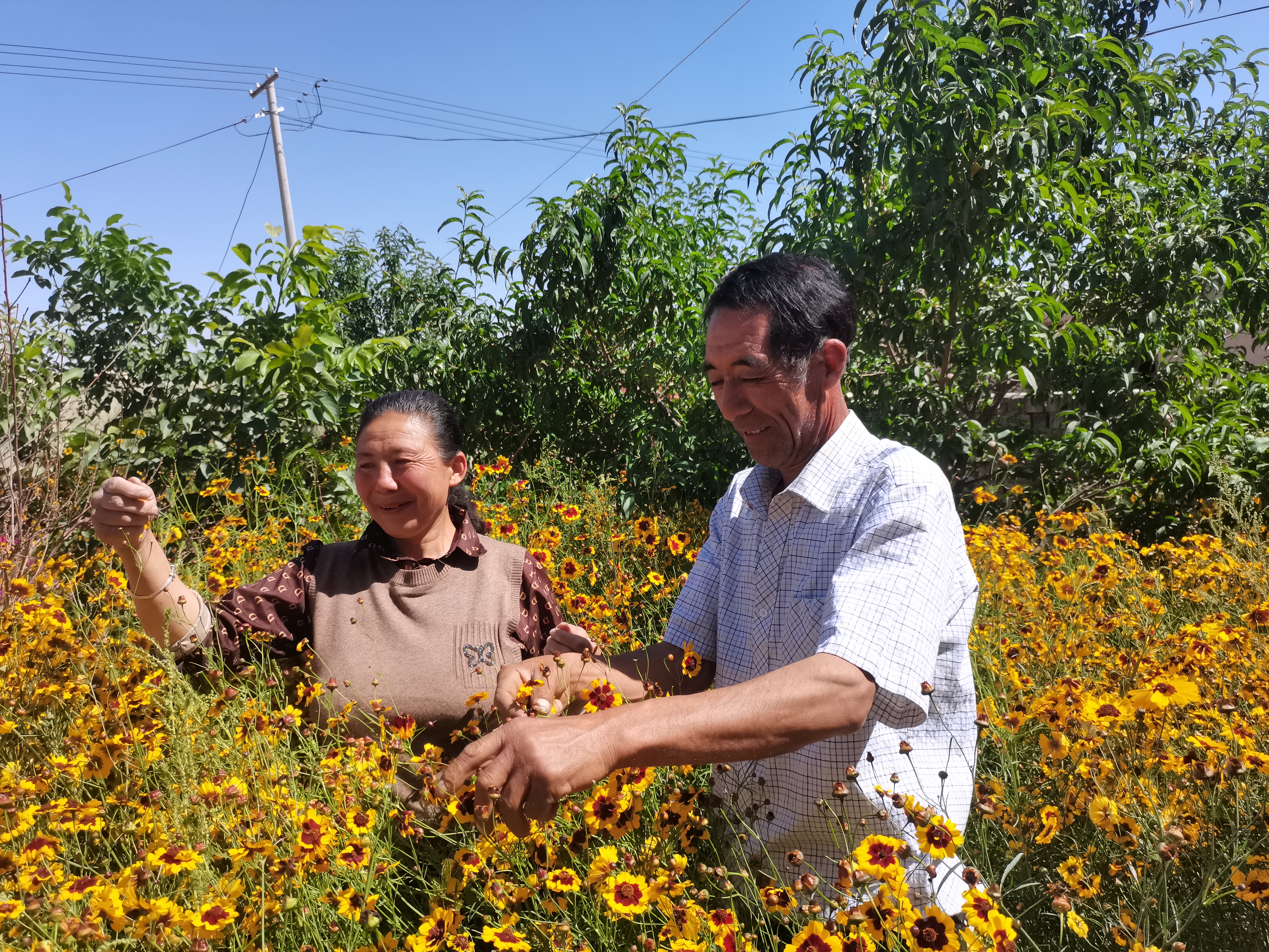 昆仑雪菊是昆仑山上的菊花吗,昆仑雪菊长飞蛾