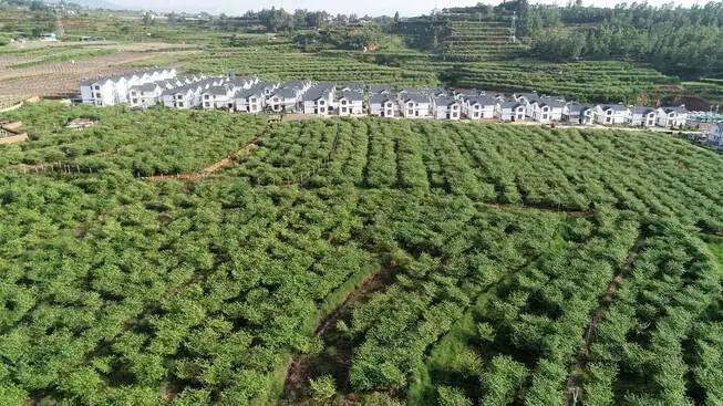 果蔬产业推动乡村振兴,发展果蔬产业助力乡村振兴