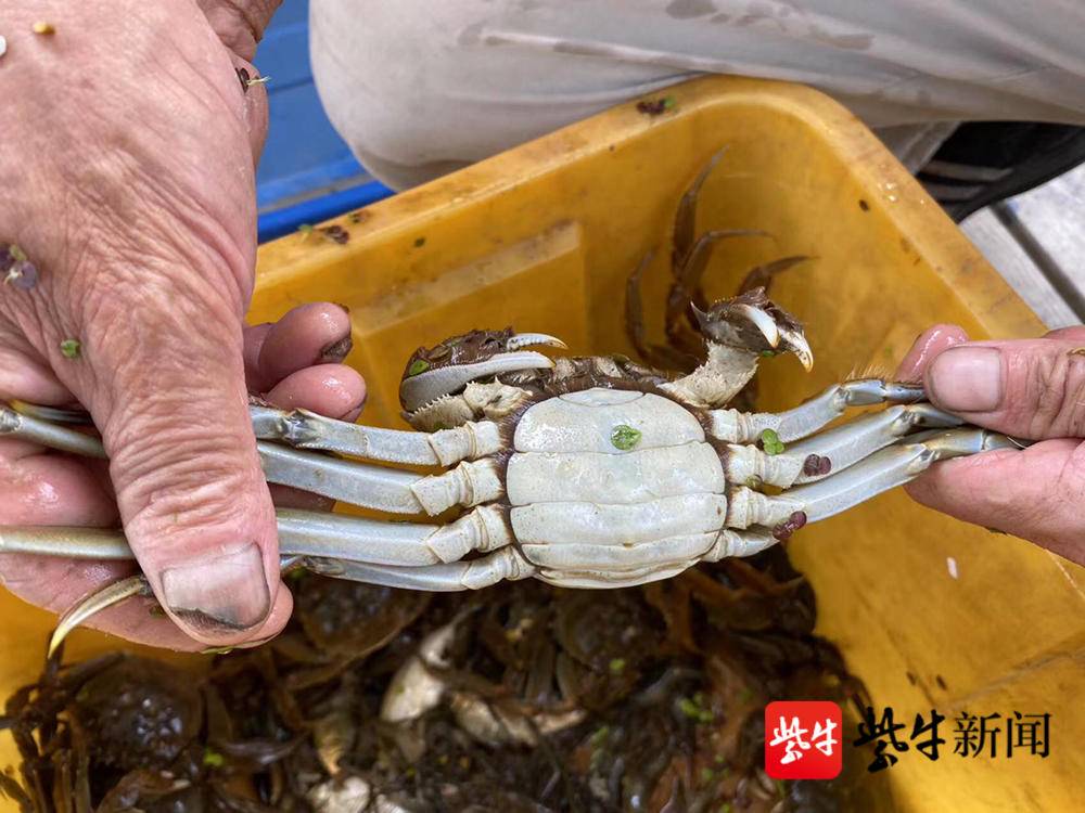 今年阳澄湖大闸蟹价格是升还是降,阳澄湖大闸蟹中秋多少钱一斤