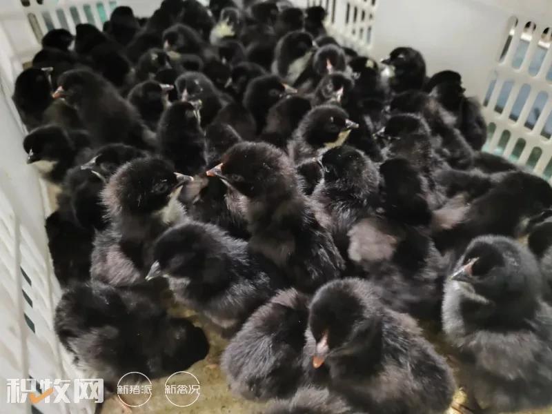 湘佳股份目标,湘佳股份养殖模式