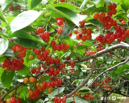 山东安丘农业旅游示范点,安丘石埠子凤鸣山农业综合体