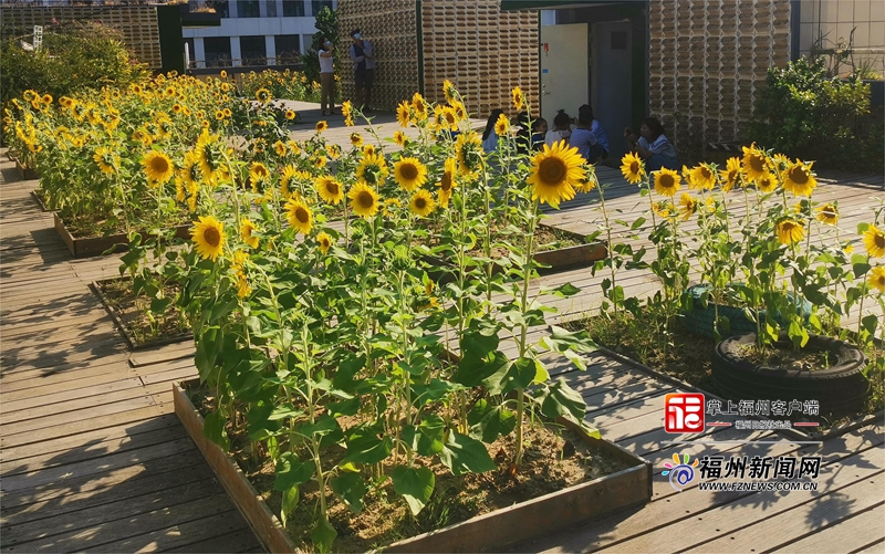 幼儿园楼顶花园设计40平米,幼儿园天台花园设计实景效果图