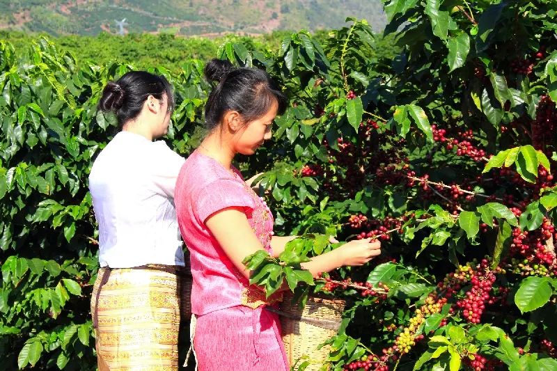 保山小粒咖啡现状,保山小粒咖啡未来的发展趋势