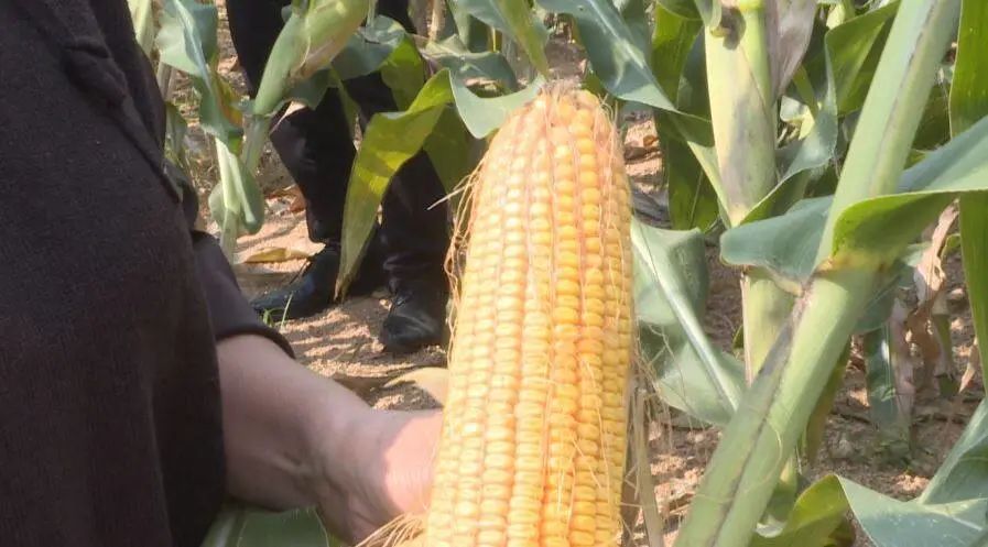 山东金秋玉米喜丰收,海阳市荒地玉米种植