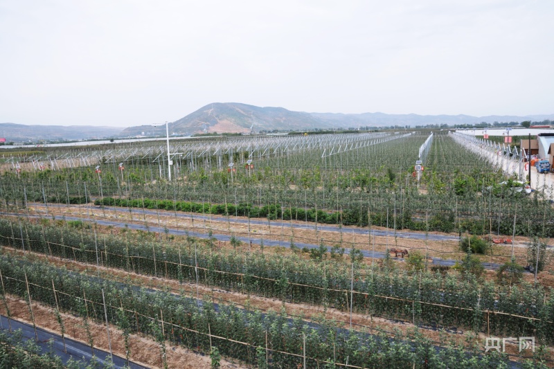 静宁县归雁工程,归雁工程甘肃