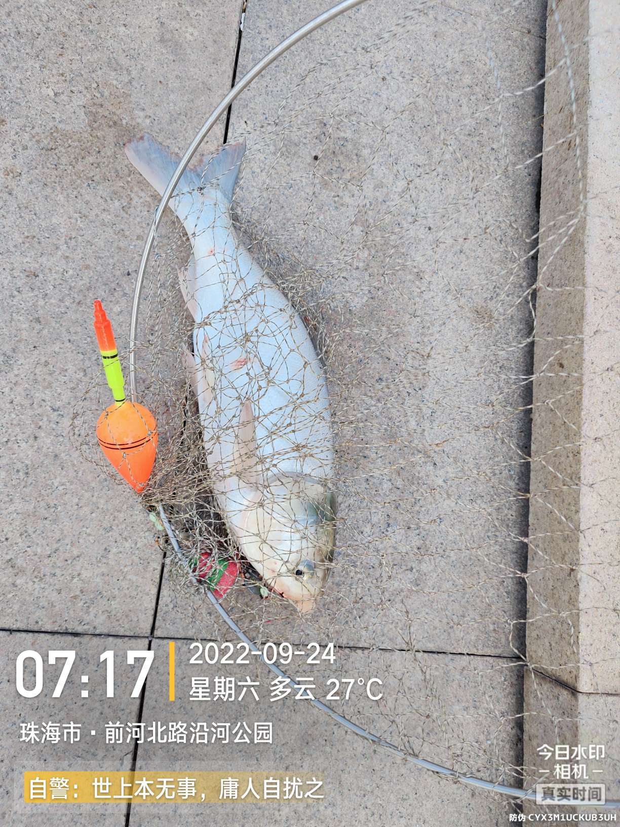 新线组,新型台钓线组