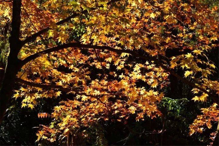 昆明最美的秋天,别眨眼带你看花海