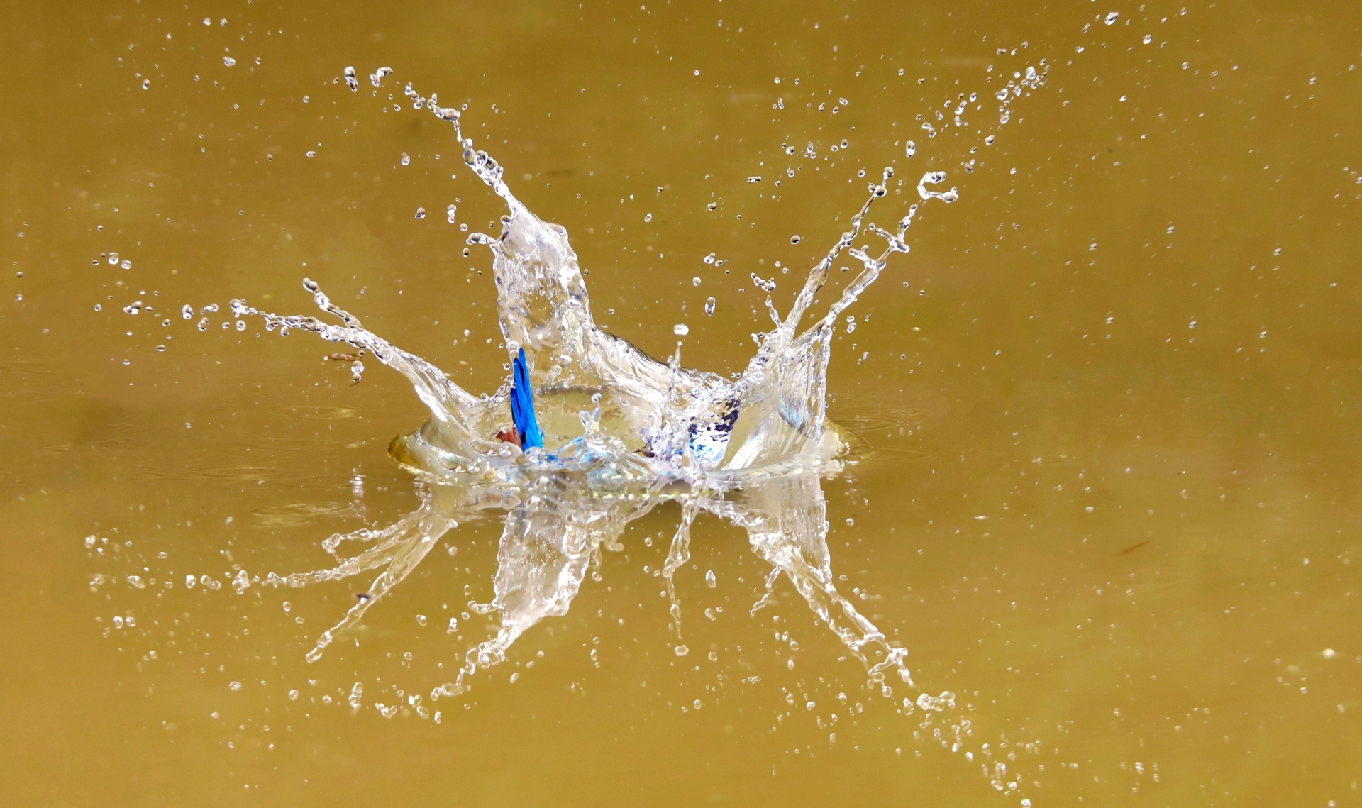 普者黑喀斯特湿地公园,普者黑湿地