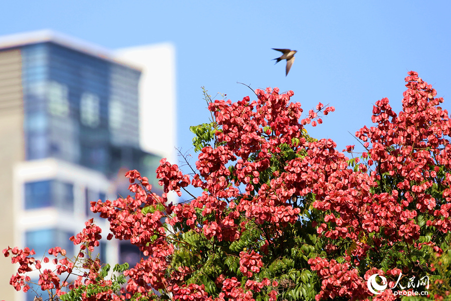 厦门街头的果实,厦门粉色栾树