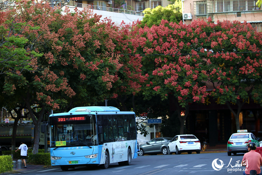 厦门街头的果实,厦门粉色栾树