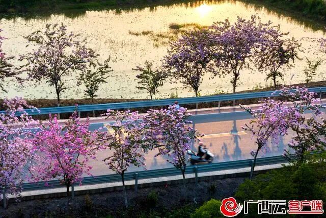 “彩虹公路”+宫粉紫荆，美成蒙山新名片