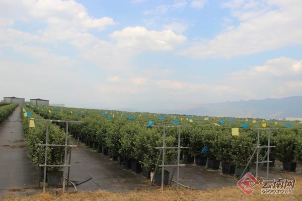 蒙自市现代农业,蒙自农业产业基地
