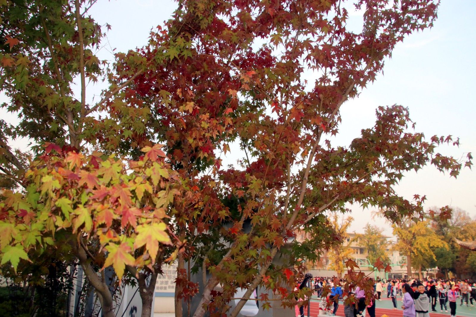 苏州夜色美景图片大全,美景如画的自然风景苏州