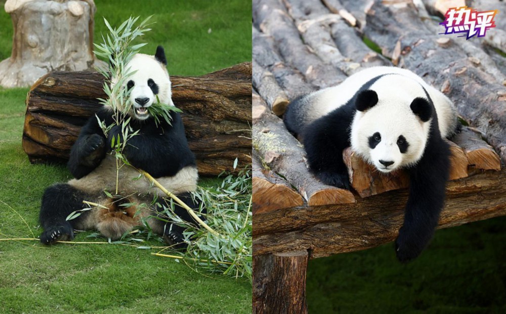 世界杯来看球,世界杯赛事热议