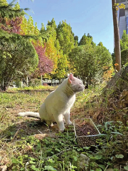 用爱终止流浪让它们有个家！爱心救助流浪动物“毛孩子”守护者在行动