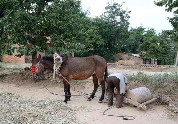 农科视窗（33）|碌碡，那些年月常用的农具