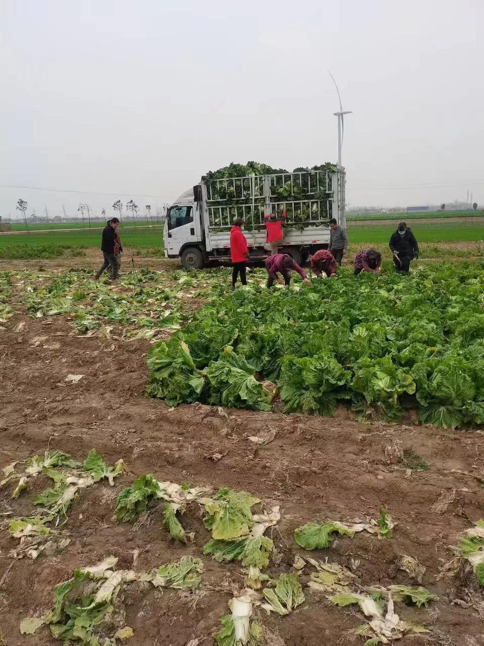 已购蔬菜近40万斤！河南银保监局号召金融机构“以购代扶”助菜农