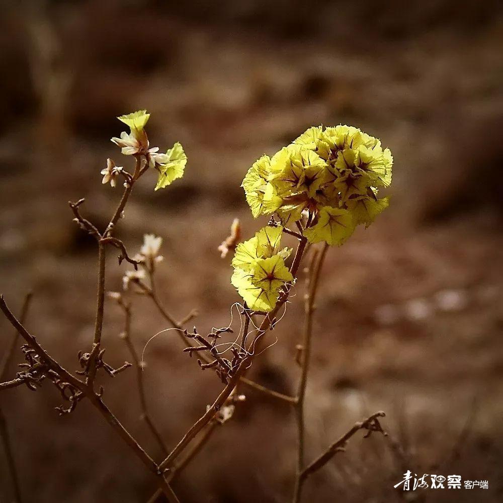 高原上的各种花真是太美了 (高原上的各种美丽花)