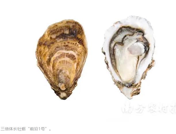 前沿公司前沿1号新品种,最新前沿品种