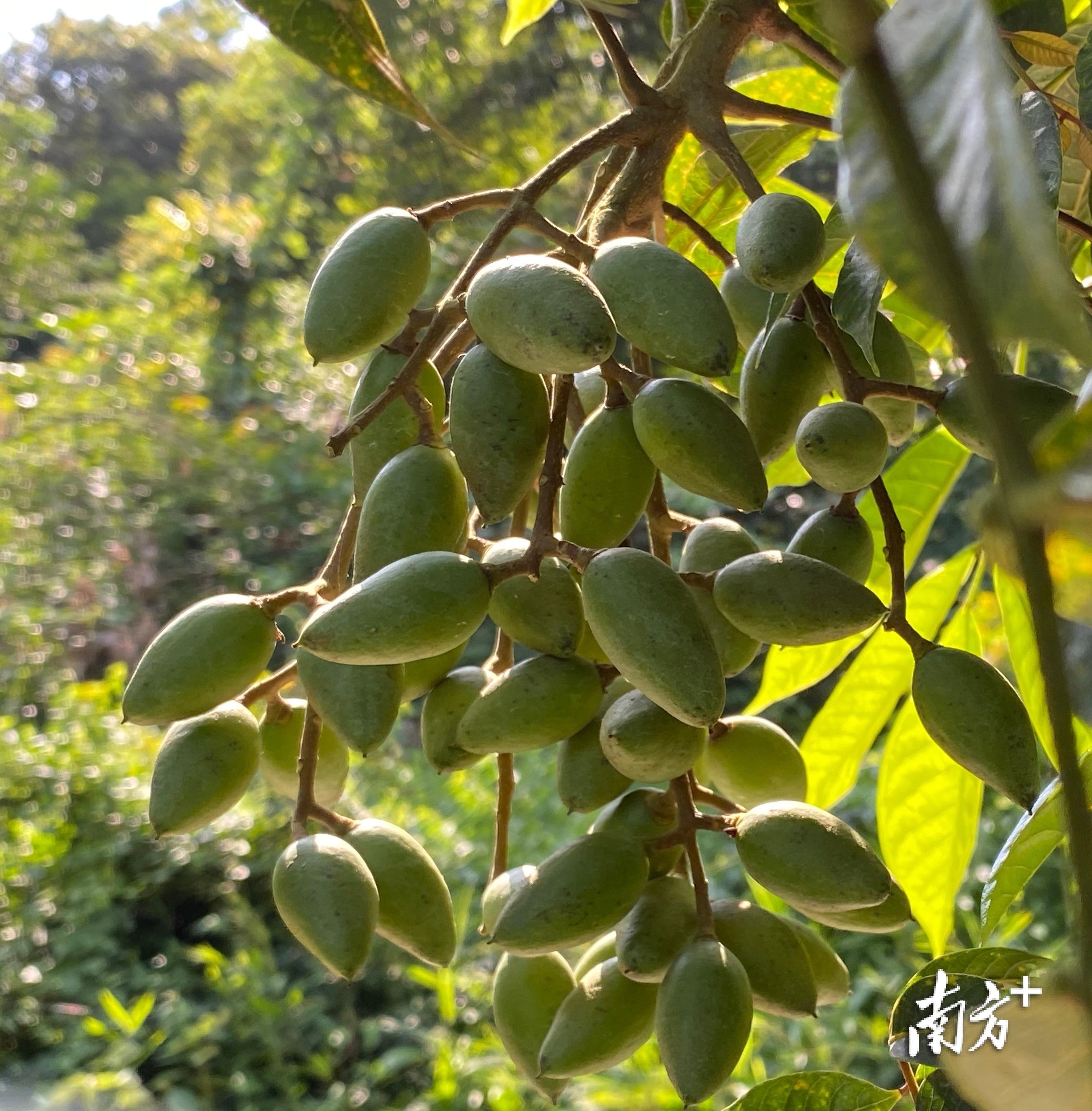 南方特稿丨小橄榄大突围