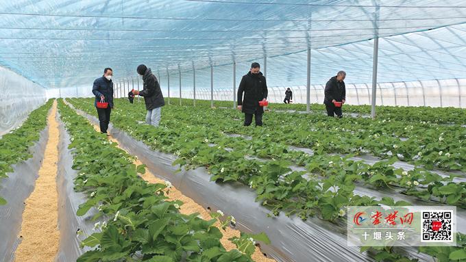 我的家乡蒿坪,我的家乡在蒿坪