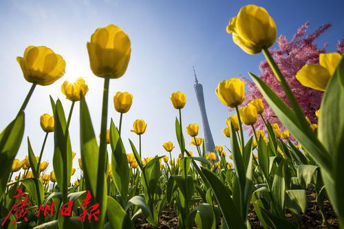 元旦节刊·花市|花如海人如潮，行过花街才过年