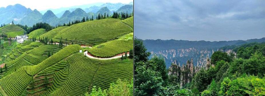 湖南臻溪红茶,臻溪金毛猴湘红茶礼盒价格