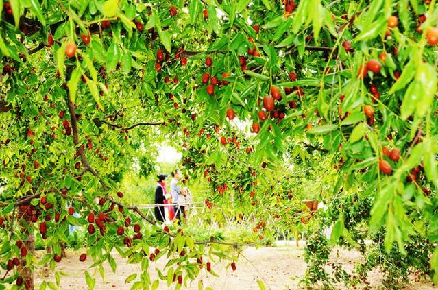 文旅部国家级乡村旅游重点镇,山东发布首批精品文旅小镇名单