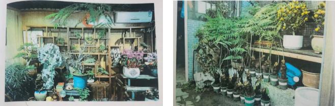 收购金毛狗十吨会怎样处罚,捡了一个金毛犬算违法吗