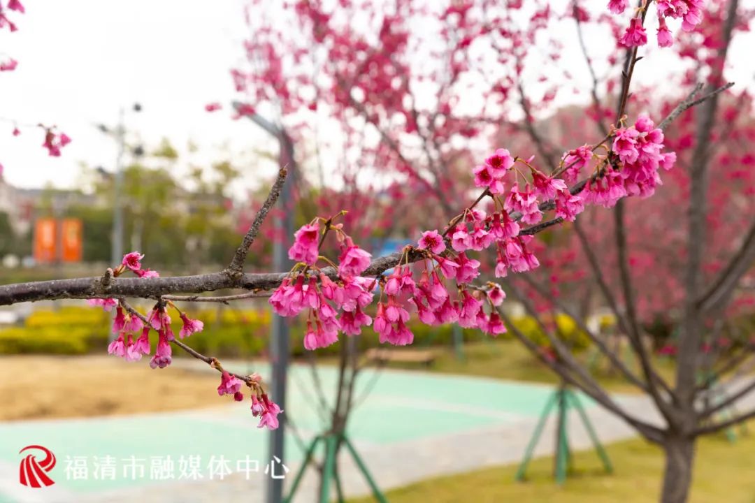 福清看樱花的地方,福清樱花圣地